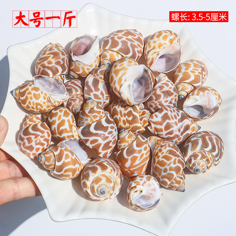 Concha Daquan natural con cera de pescado, materiales decorativos mediterráneos DIY al por mayor