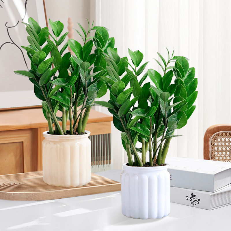 [Dua pot spesial] Pohon uang 25-30cm6-8 (pot tiramisu aprikot putih)
