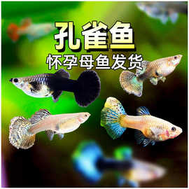 孔雀鱼怀孕母精品观赏鱼大肚小型热带淡水好养活胎生凤尾繁殖