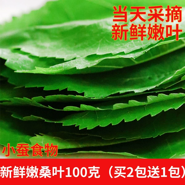 100 grams of fresh mulberry leaves (buy 2 packs and get 1 free) (small silkworm food)