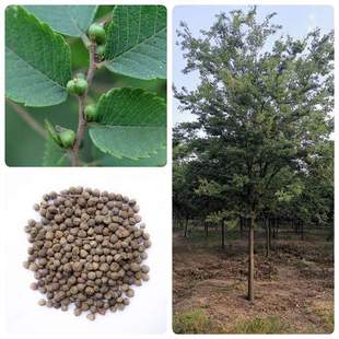 ��ľ�N�Ӵ���Θ�N�ӹ��~��С�~�ηN�ӈA�X�u�͘�N�ѳ���ܷN��