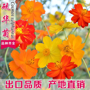 ���羳��؛���Sɫ��˹�����A�ջ��N����ͥԺ������Ӣ���l�廨��