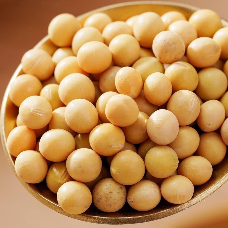 東北産大豆 500g 農場新粒 満杯 多仕様 豆乳卸売|undefined