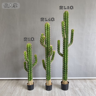 �S�����l����ֲ������������ֲ��ߙn���z��ˇ���^�������˘����