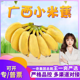 【严选】广西小米蕉代发3/9斤甜糯小香蕉非天宝蕉自然熟当季水果