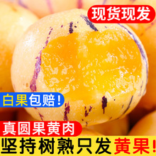 云南人参果水果圆果黄肉大果新鲜石林人叁果树上熟人生果整箱包邮