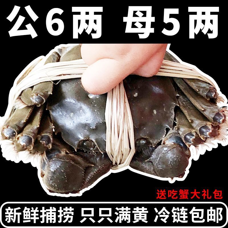 大闸蟹满黄母鲜活海鲜水产特大螃蟹礼盒装6.2两阳澄湖镇发16只