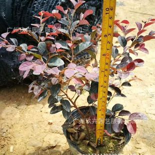 Red Ji Wood Ground Cover Seedlings Foliage Plants Ground Cover Seedlings Park Landscape Greening Plants