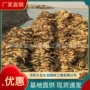 古代基地植物观赏太空莲