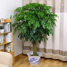 幸福樹盆栽綠植平安室內客廳好養活耐寒凈化空氣吸甲醛驅蚊植物