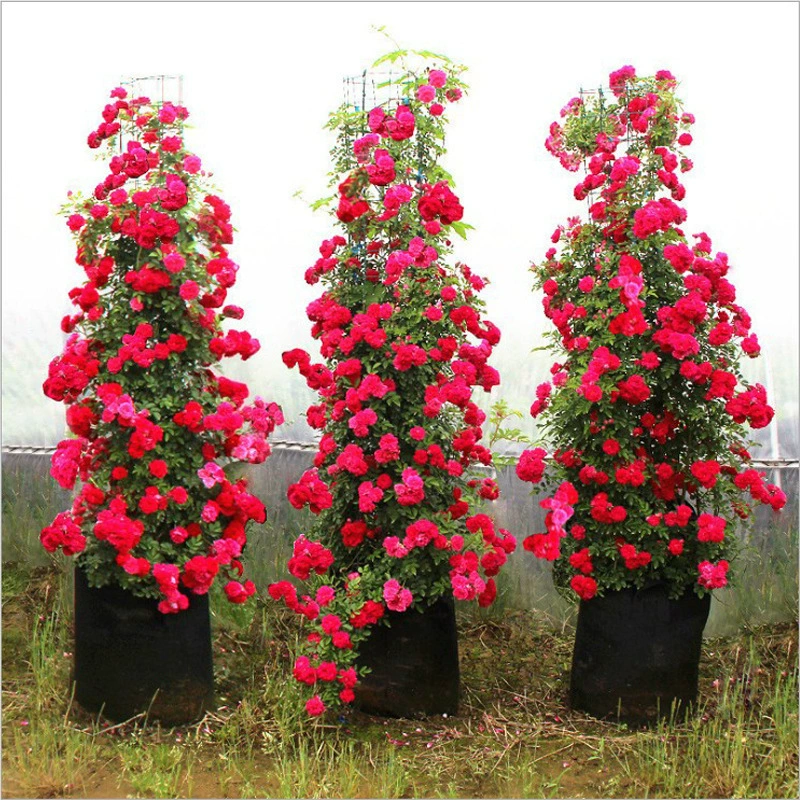 Аромат красного дерева Аромат желтого дерева Аромат белого дерева Виноградная лоза Цветок розы Рассада во дворе Балкон Вьющаяся лоза Роза Пакет цветов Pair Edition
