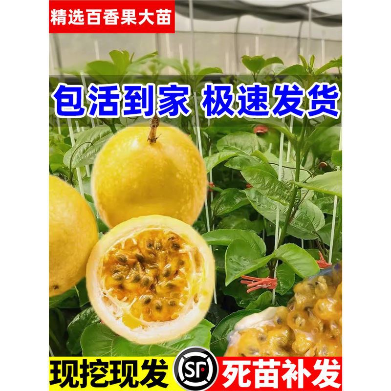 百香果树果苗黄金钦蜜9号大苗台农纯甜带土爬藤现挖现发当年结果