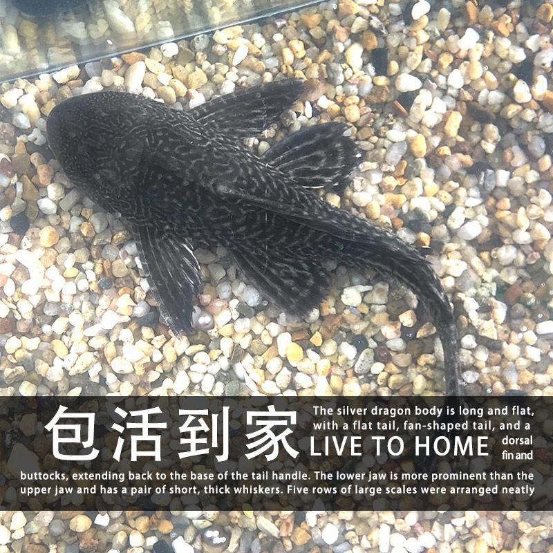 Cleaner Fish Tank Cleaner Fish Ornamental Tropical Freshwater Cold Water Fish Specializes in Eating Garbage Feces Cleaning Algae Golden Moss Mouse