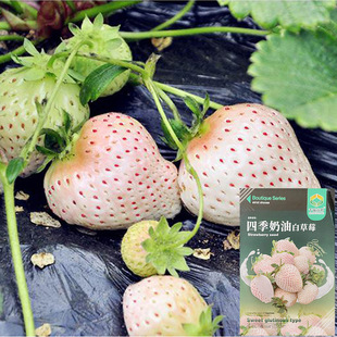 �ļ����Ͱײ�ݮ�N�����l ��@�Ϲ���ݮ�N�� �S�Ҵ������l�߲˷N��