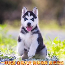 哈士奇幼犬活体二哈活狗幼犬双蓝眼三把火西伯利亚雪橇犬宠物狗狗