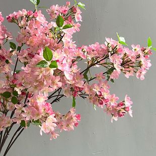 �ѻ�����ѻ���Ŀ�����滨�ٻ���ľ���һ����Ļ���������ѻ��b�