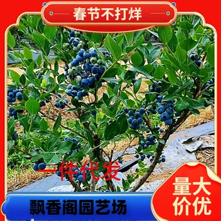 一件代发蓝莓果苗蓝莓树苗大果带土南方北方种植特大盆栽地栽兔眼