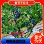 北方南方地栽大果果苗