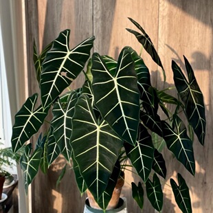 �G���Z�q���� �W�t�L �҃ȃ����՚���B���W�L�����^�~ֲ��