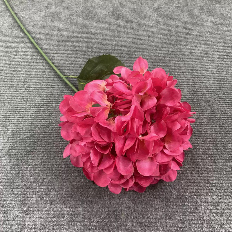 단일 큰 수국 - 그라데이션 로즈 레드