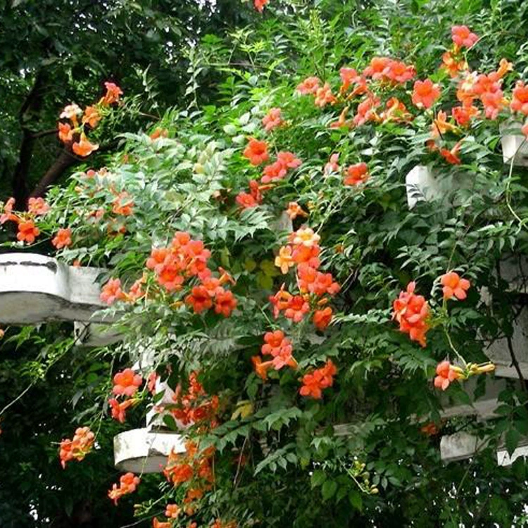 Кампсис Рассада Двор Стена Лезвие Виноградные растения Морозостойкие Висячие цветы Пушка Цветет Американский кемпинг