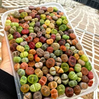 Каменный цветок для начинающих, суккулентное растение Rosaceae PP, красочный цветок, суккулентный камень, южноафриканский смешанный пакет, торт