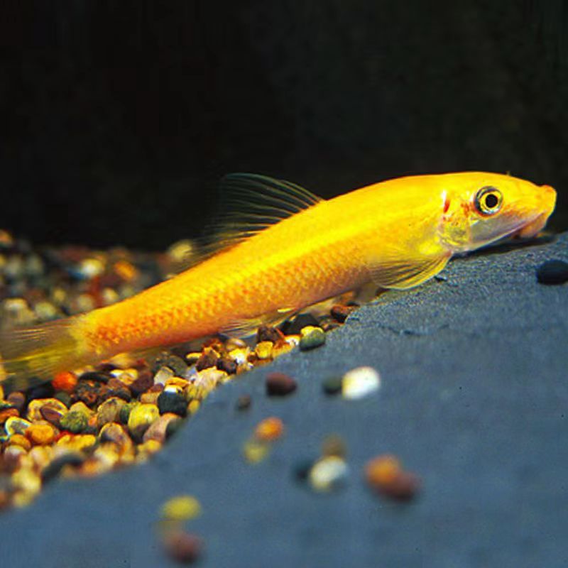 Peces limpiadores, musgo dorado, ratas, peces, ratas, herramientas de limpieza de acuarios, tres espadachines para comer musgo para eliminar algas, envío gratuito.