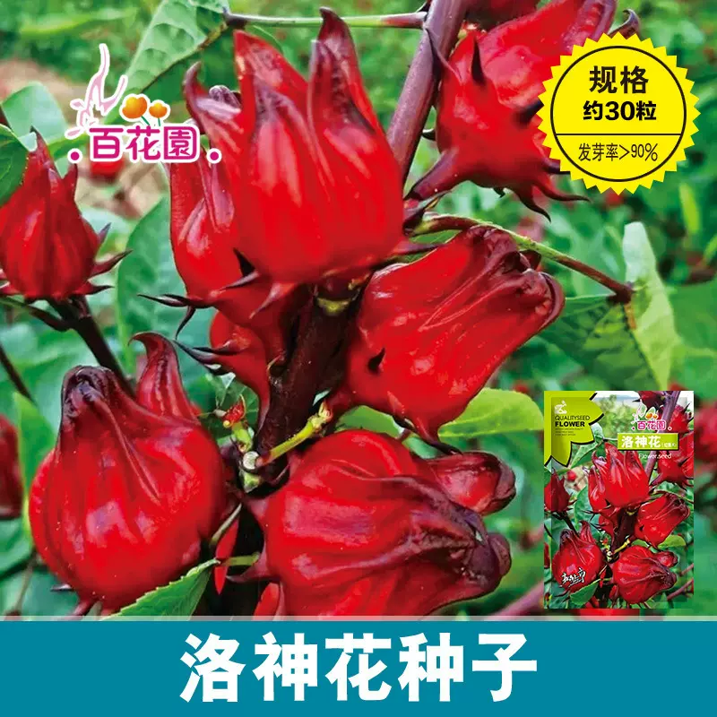 新品上市洛神花种子红桃K玫瑰茄种子观赏 泡茶 食用