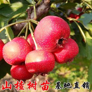 Ready Supply of Mountain Red Hawthorn Saplings, Sweet Hawthorn Tree Live Seedlings, Large Cotton Balls, Sweet Red Seed Hawthorn Tree Price