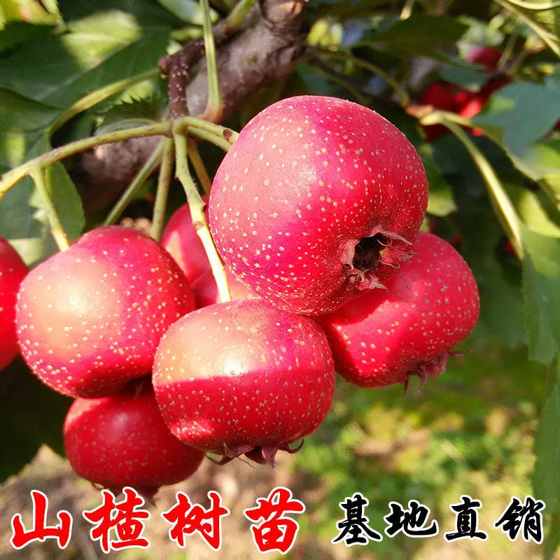 В наличии Поставка Shanlihong Рассада боярышника Сладкое дерево боярышника Живая рассада Большой ватный шарик Сладкое Красное Семя Боярышника Цена