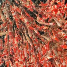 红白三色纯种观赏锦鲤活鱼大型高档冷水淡水金鱼易养耐活招财鱼苗