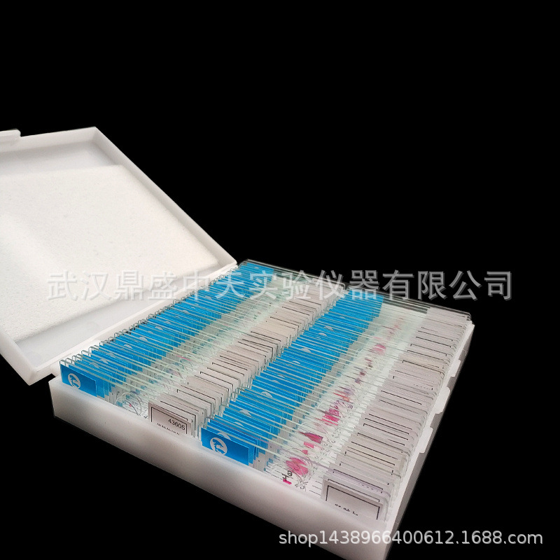 43208蚕豆叶下表皮装片装片初高中生物实验切片盒生物教学切片