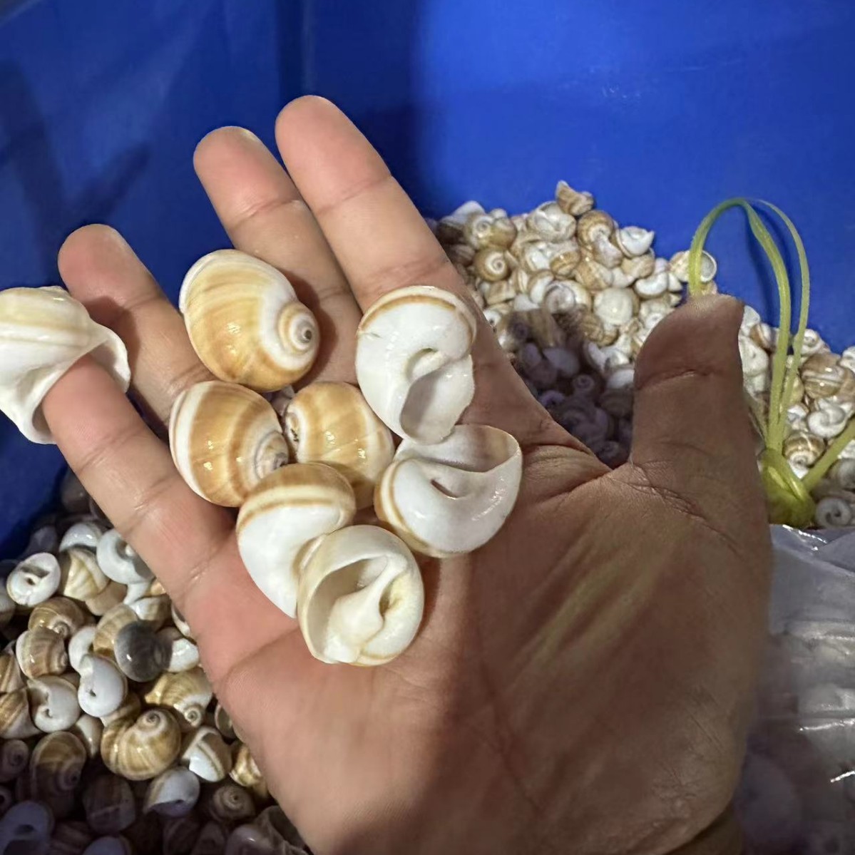 Concha Daquan natural con cera de pescado, materiales decorativos mediterráneos DIY al por mayor