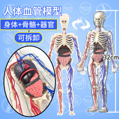 人体構造モデル取り外し可能な組み合わせ器官骨格3d身体内臓医学生物解剖児童玩具