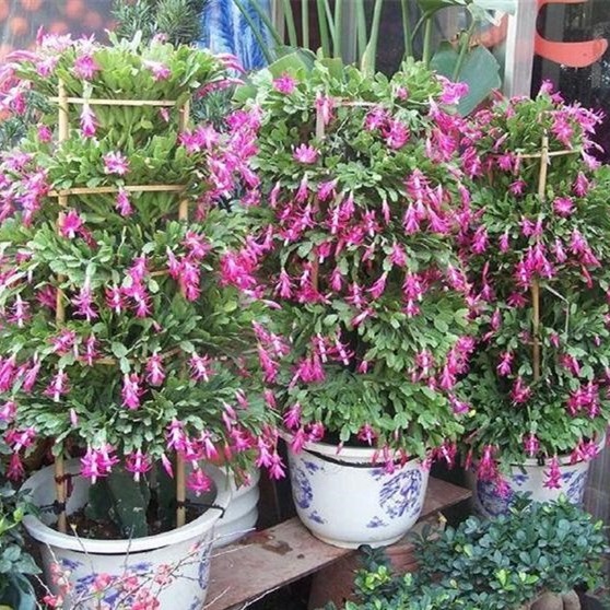 Planta en maceta de orquídea de garra de cangrejo dorado con capullo de flor con maceta, injerto multicolor, pétalos dobles, nuevas flores en todas las estaciones, plantas verdes