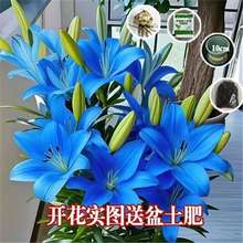 �ٺϷN��Gֲ������ˮ���ܻ����̨�^��ֲ���҃��ļ��_�����B�׻�