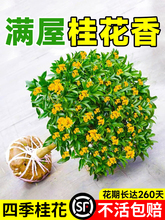 �𻨘����ļ��𻨘������Ϙ���𵤹�ͥԺ�����㻨���_�������l