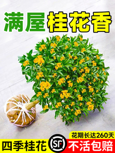 𻨘ļ𻨘Ϙ𵤹ͥԺ㻨_l