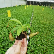 Ȥζ����ʳ�xֲ���i�\�ݲ�ω�����҃��������ԾGֲ����x�ļ����G