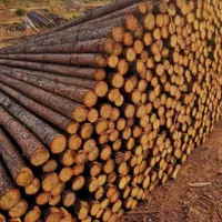Cunninghamia lanceolata полюс озеленение Опора саженцев поддержка деревьев полюс Cunninghamia lanceolata Озеленение полюса укладка древесины количество благоприятно