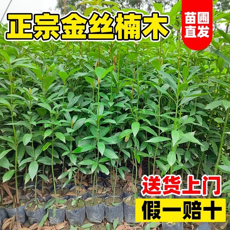 希少な金南木の苗木10本、成都の貴重な小葉南木の鉢植え苗、土植えの大きな苗木|undefined