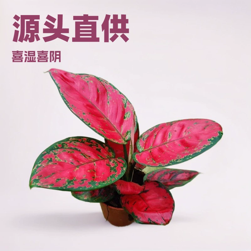 Source специализируется на зеленых растениях для офиса и дома, груборебристой траве, краснолицей 90-чашечной растительности, интересных садовых цветах, небольших горшечных растениях оптом.