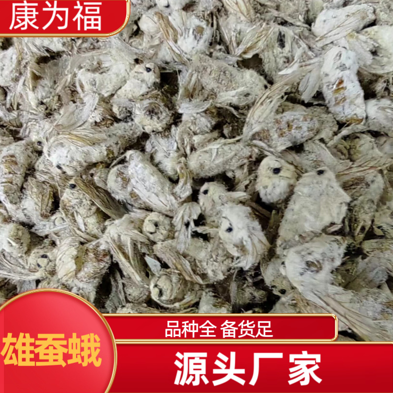 雄蚕蛾 中药材蚕蛾 各种规格代打各种超细粉冷备药材源头厂