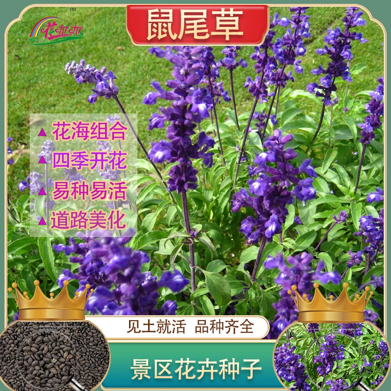Годовые травянистые цветы, семена четырехсезонного садового шалфея, семена для ландшафтного дизайна, синие цветы для защиты склонов