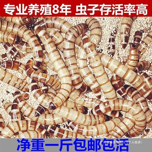 �S���x���x�����x�x�ӽ����~�x��̖�˸箋ü�Bʳ����������