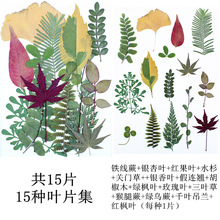 15种干叶片合集 植物标本 真树叶贴画真花干花压花台灯书签押花画