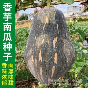 �V�|�����ϹϷN���������^���ϹϷN�������촺�������צ�N���߲�