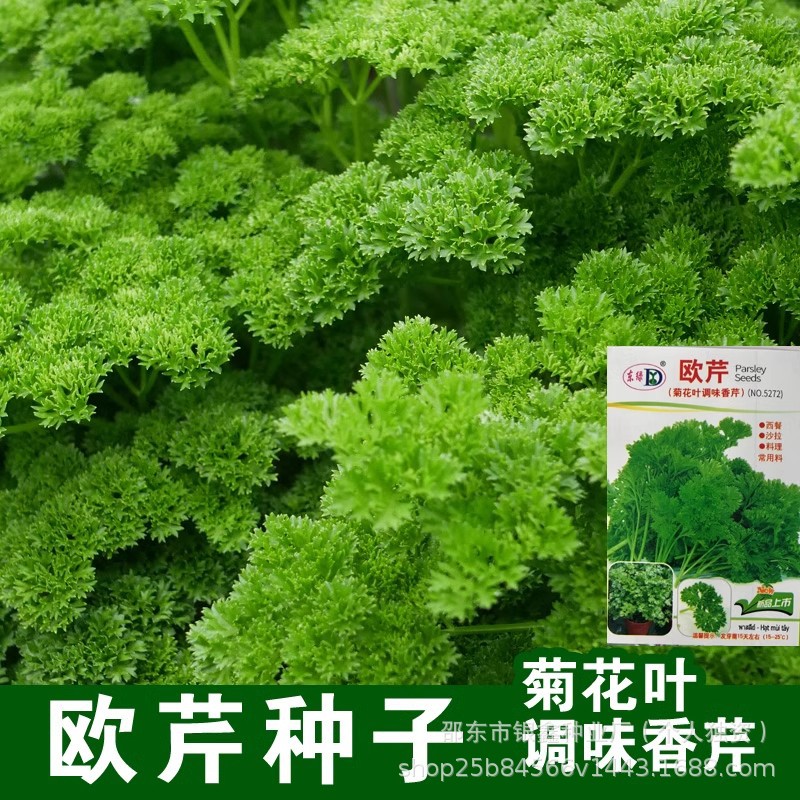 欧洲沙拉香芹种子欧芹法国香菜西餐食用香草种籽阳台盆栽春秋季播