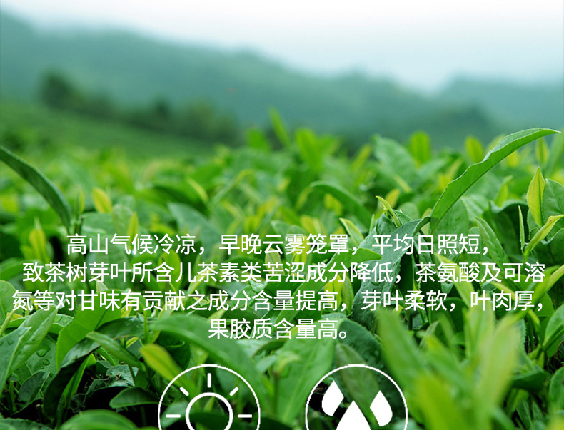 桃香乌龙_05.jpg