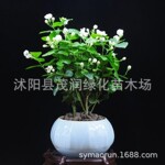 庭院绿植桌面盆栽花卉 白茉莉花双色茉莉虎头茉莉香花植笔尖茉莉